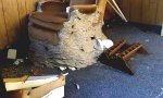 Funny Video : Bienennest.... NOPE!