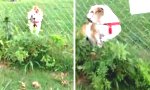 Funny Video : Postbote und Bulldogge