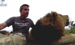 Lustiges Video : Löwe unterbricht wichtige Ansage