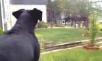 Lustiges Video : What did the fox play
