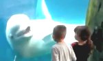 Funny Video - Kinderfreundlicher Beluga