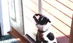Lustiges Video : Das Beste draus gemacht