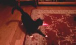 Funny Video : Auto-Laser-Cat