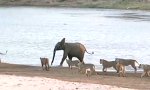 Junger Elefant vs 14 Löwen