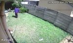 Funny Video - Einbrecher vs Kampfhund