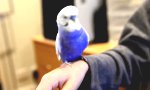 Movie : Wellensittich mit R2D2-Syndrom
