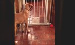 Lustiges Video - Hundini
