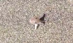 Funny Video - Baby-Tintenfisch auf Strandspaziergang