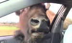 Lustiges Video : Büffel wird aufdringlich