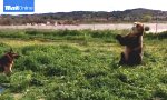 Bär erlaubt sich feuchtes Späßchen