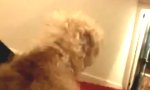Movie : Wenn mein Hund Unterhosen trägt