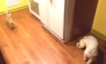 Funny Video - Es isst sich besser in Gesellschaft