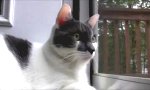 Machinegun Cat