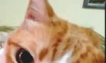 Lustiges Video : Mit der Pussy im Duett