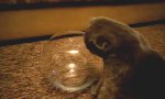 Lustiges Video : Katze im Fischglas