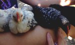 Chick Pick