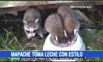 Movie : Waschbär trinkt mit Style