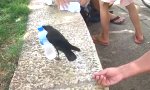 Wasser für die Krähe