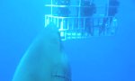 Größter weißer Hai auf Film