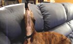 Funny Video - Hund singt Halo