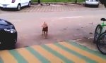 Bouncing Dog
