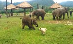 Lustiges Video : Babyelefant jagt Hund