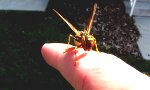 Mantidfly