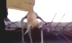 Lustiges Video : Hund auf der Leiter