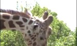 Lustiges Video - Giraffen Porn