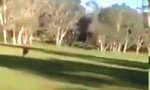Golfer verfolgt von Känguru