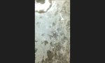 Funny Video - Flucht von Madagaskar?