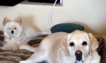Funny Video : Die Sache mit dem Schwanz