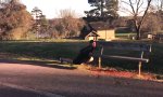 Funny Video : Hello Pizza!