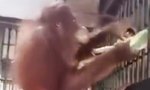 Orangutan baut Hängematte