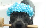 Lustiges Video - Hundedusche