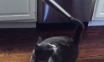 Funny Video : Die Katze und der Staubsauger