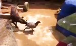 Hund schlichtet Hahnenkampf