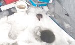 Lustiges Video : Diebischer Besucher beim Eisfischen