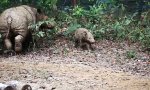 Seltene Aufnahme des Sumatra-Nashorns