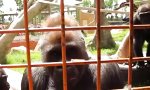 Funny Video : Krabbelndes Entertainment für Gorillas