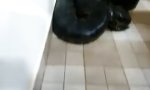 Lustiges Video - Was hat sich da in der Küche verirrt?