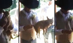 Lustiges Video : Aufzieh-Chihuahua