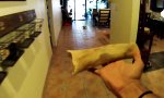 Funny Video : Ninja Husky