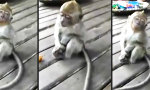 Wake the Monkey