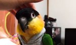 Funny Video : Piepmatz in coolem Look