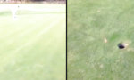 Movie : Trollen auf dem Golfplatz