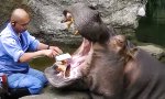Funny Video : Zahnpflege fürs Nilpferd