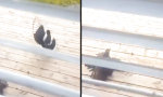 Lustiges Video - Savage Life - Falke gegen Krähen