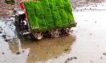 Funny Video : Einfach Reis pflanzen