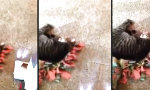 Lustiges Video - Lebt sie noch?